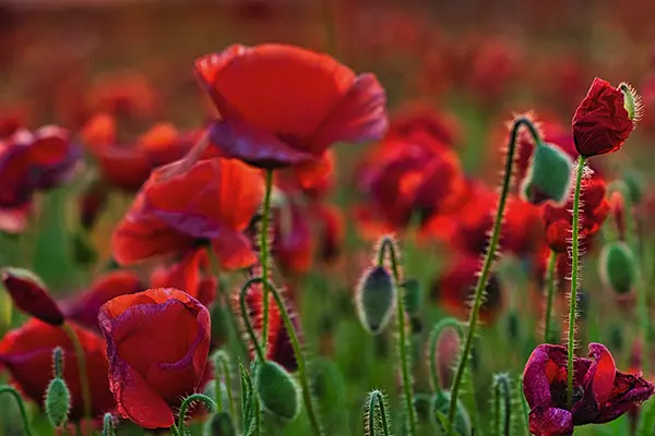 Mohnblumen